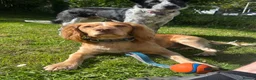 Cocker Spaniel dogs for stud: For stud - Otis-  - Advert 3