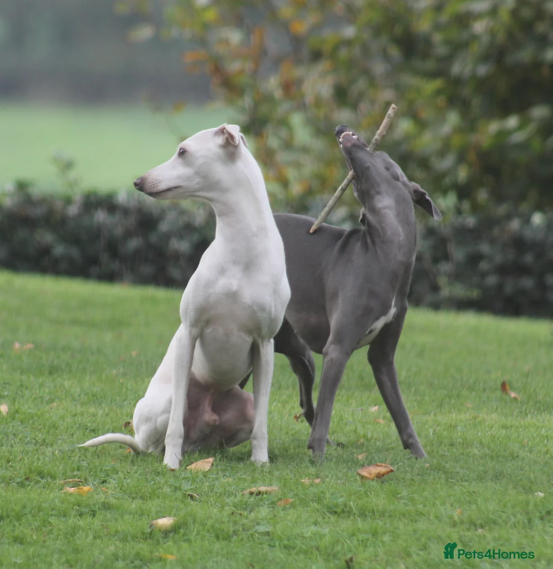 Italian Greyhound dogs for stud: Cream Italian Greyhound for Stud KC Registered - Advert 5