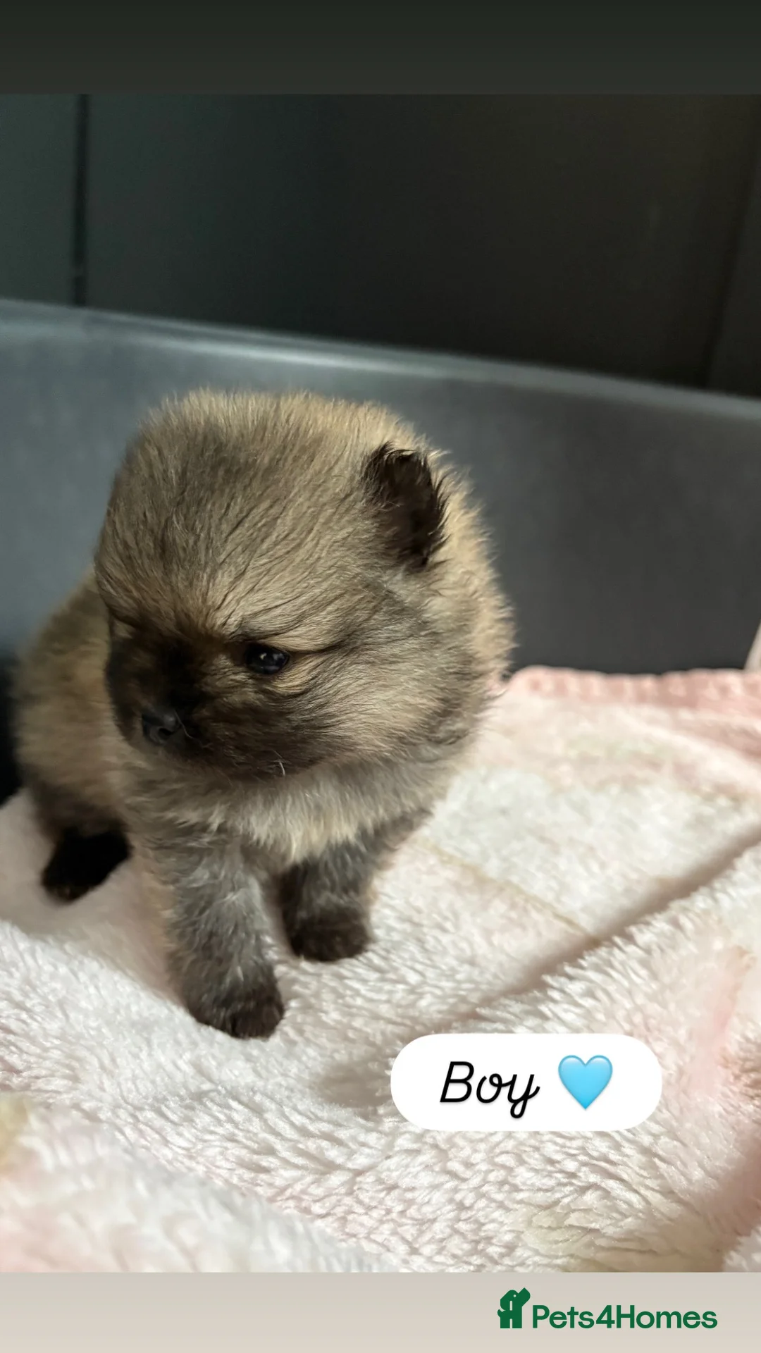 Pomeranian dogs for sale: Fluffy teddy bear Pomeranians 🏡❤️ - Advert 6