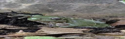 Frog reptiles for sale: Various frog species - Advert 8