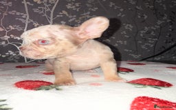 French Bulldog dogs for sale: French bulldog puppy’s - Image 2