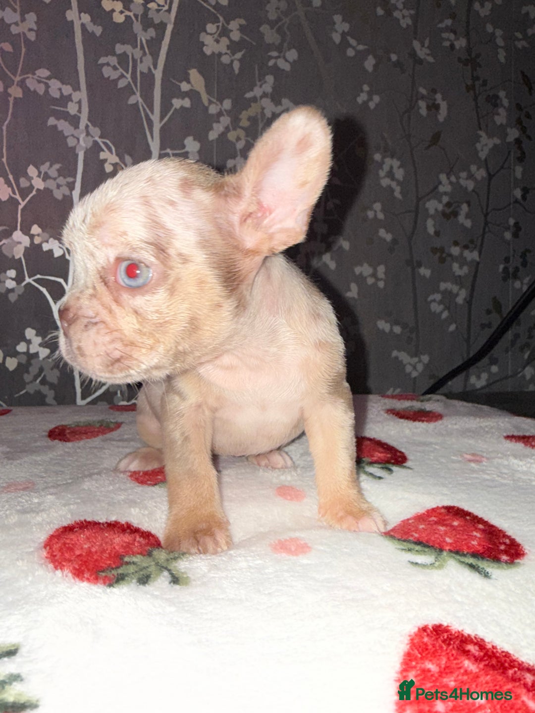 French Bulldog dogs for sale: French bulldog puppy’s - Image 2