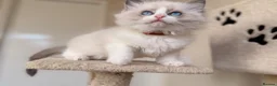 Ragdoll cats for sale: Fluffy Ragdoll Kittens🐾 in Peterborough - Advert 20