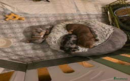 Miniature Dachshund dogs for sale: Amazing miniture dachshund puppies  - Image 8