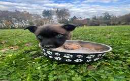 Mixed Breed dogs for sale: Belgian Malinois Puppies  - Image 11