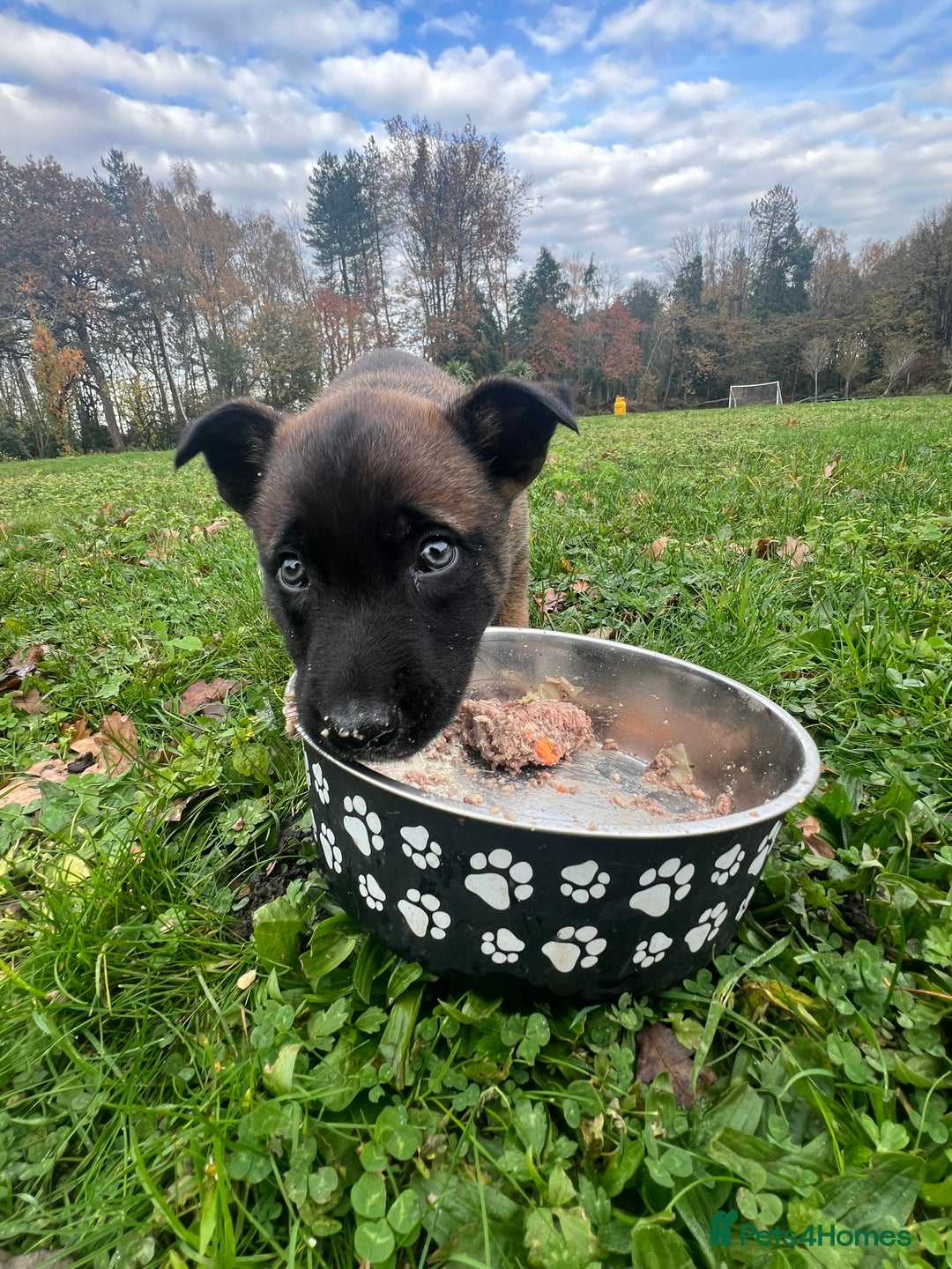 Mixed Breed dogs for sale: Belgian Malinois Puppies  - Image 11