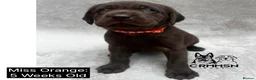 Labrador Retriever dogs for sale: Outstanding, Health Tested, KC Reg, Labrador Pups - Advert 5