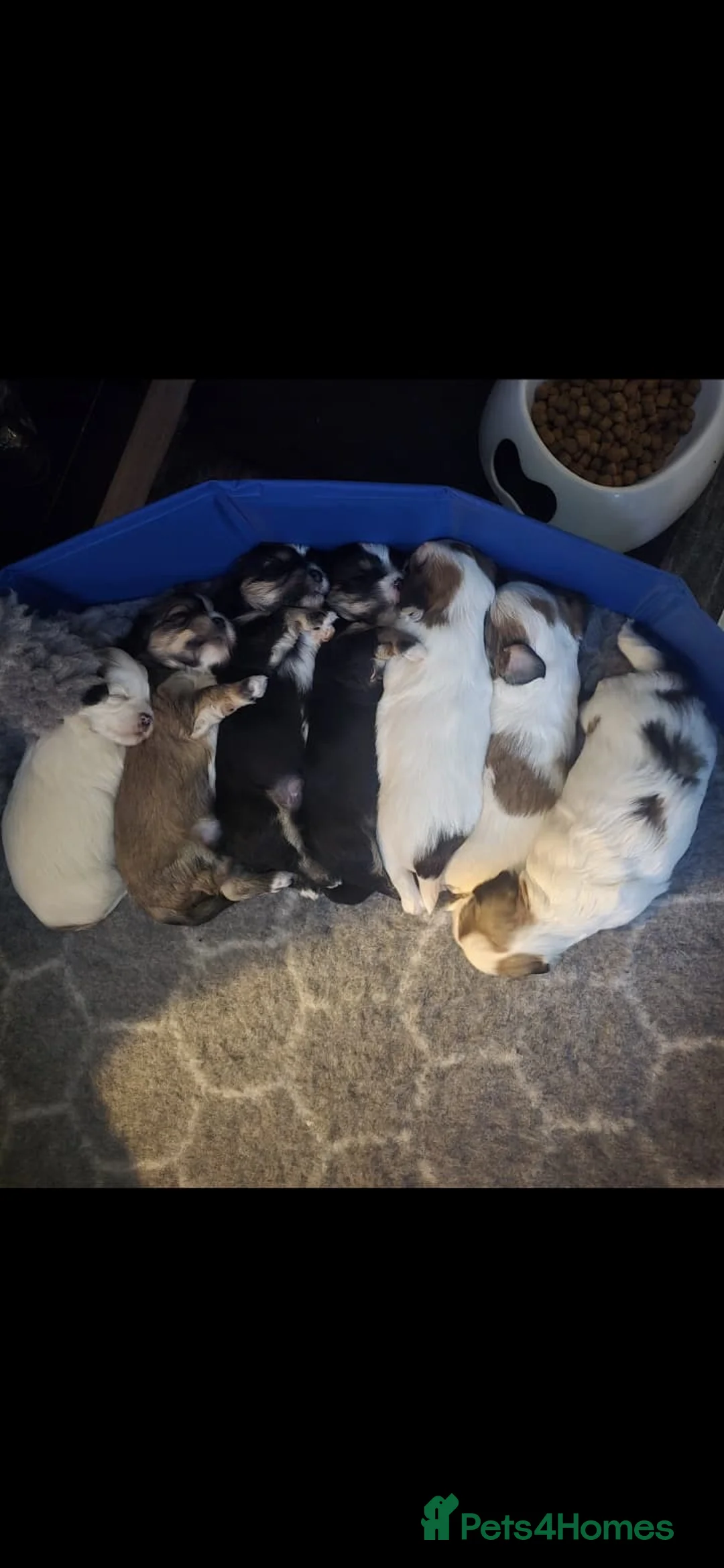 Mixed Breed dogs for sale: Now good to go . - Advert 12