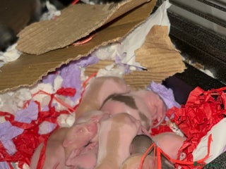 Rat rodents baby rats for sale 28th jan+ - Advert 1