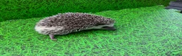 Pygmy Hedgehog rodents for sale: African Pygmy Hedghogs  - Advert 7