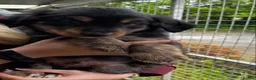 Mixed Breed dogs for sale: Gorgeous Collie cross Retriever pups - Advert 1