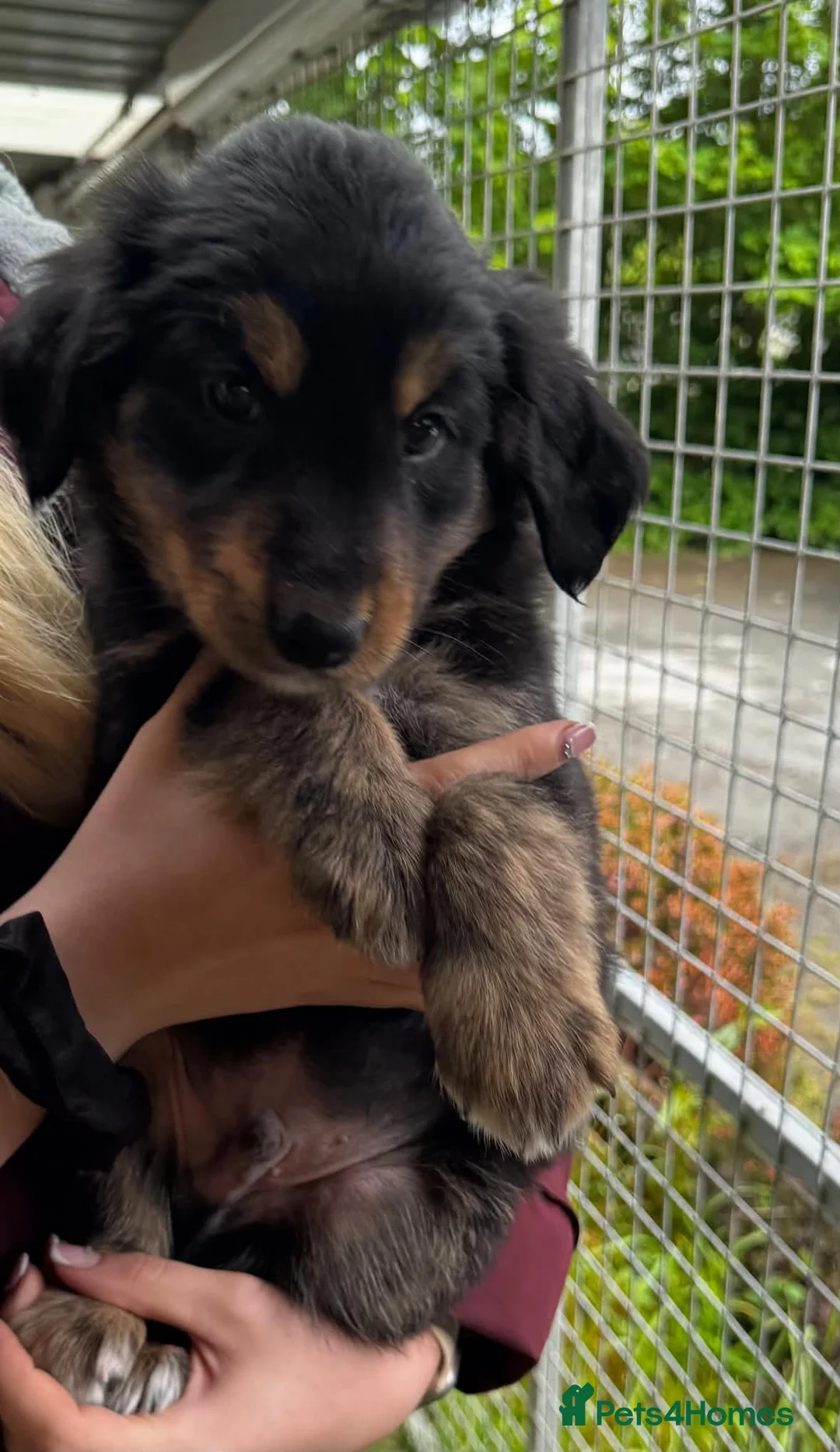 Mixed Breed dogs for sale: Gorgeous Collie cross Retriever pups - Advert 1