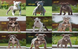 Old Tyme Bulldog dogs for sale: 5⭐️STAR RATED LICENSED🛑🛑READY TO LEAVE NOW, - Image 1