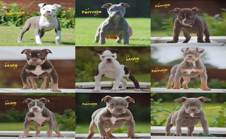 Old Tyme Bulldog dogs - Advert 2