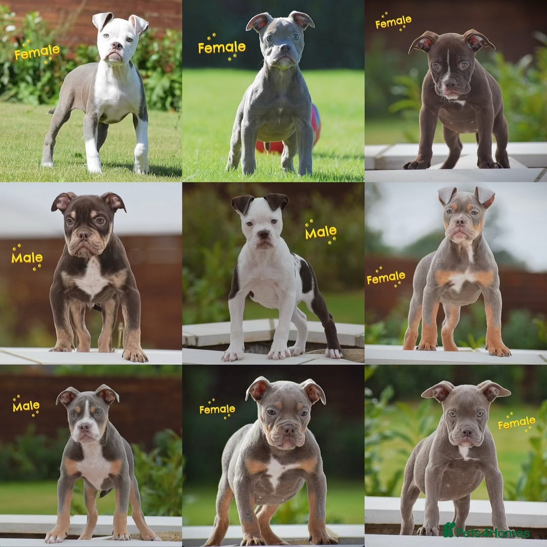 Old Tyme Bulldog dogs for sale: 5⭐️STAR RATED LICENSED🛑🛑READY TO LEAVE NOW, - Image 1