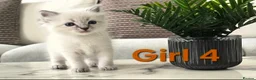 Ragdoll cats for sale: 🤍Pure Ragdoll Blue Point & Lynx Kittens Ready Now - Advert 3