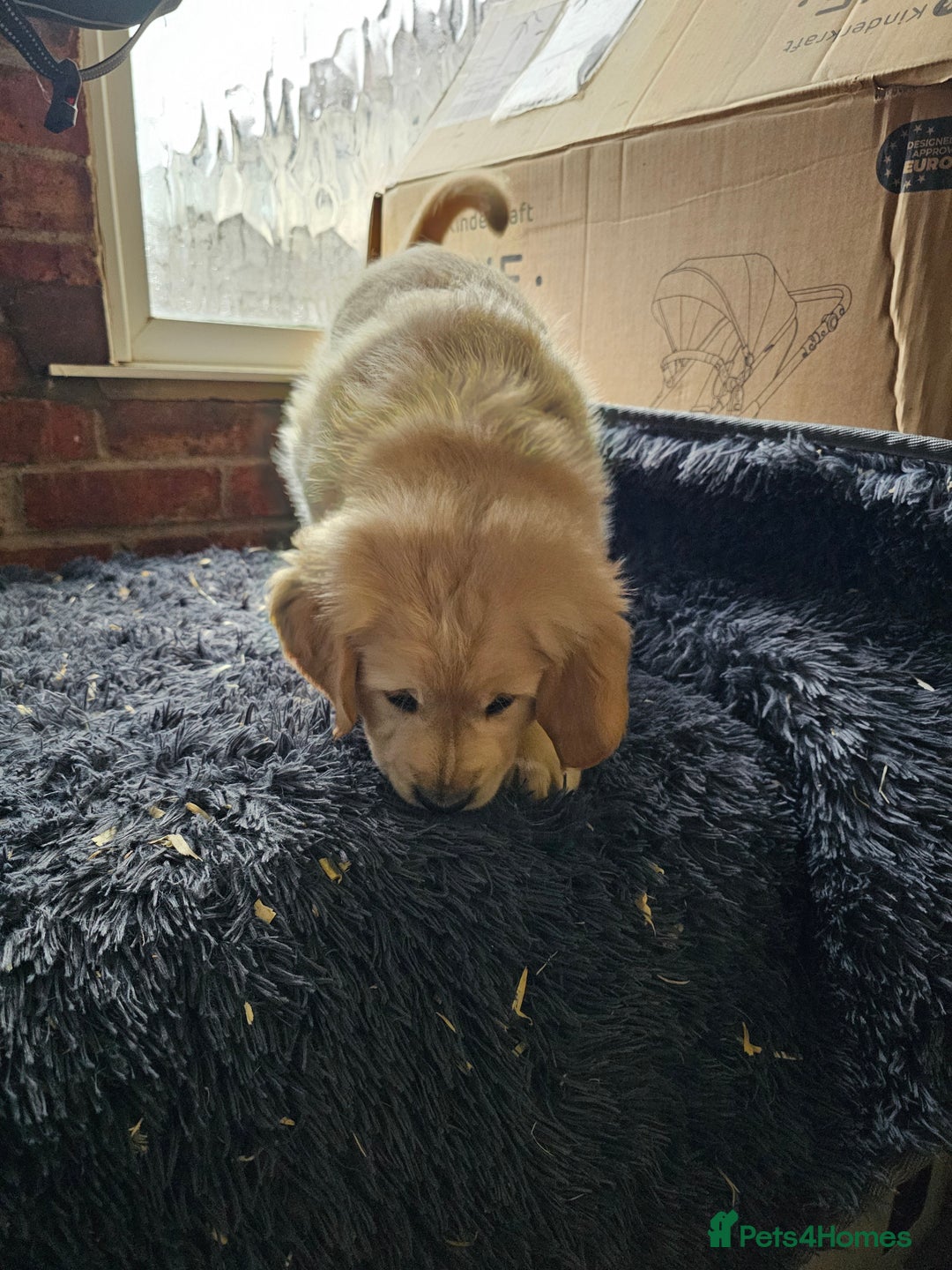 Golden Retriever dogs for sale: Golden Retriever puppy's  Ready to leave now  - Advert 7