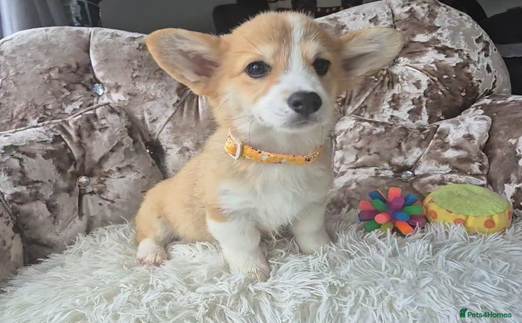 Welsh Corgi Pembroke dogs - Advert 1