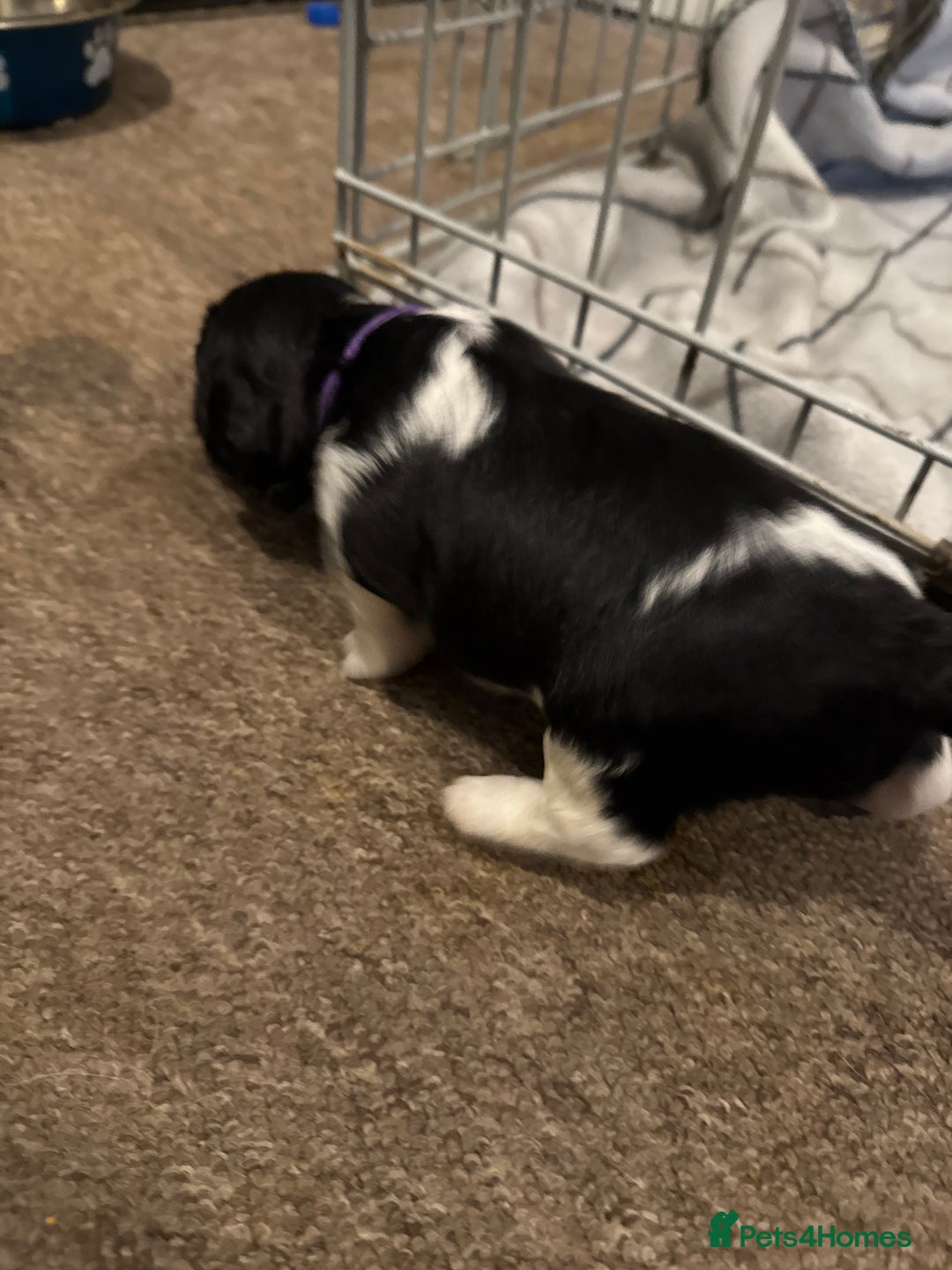 Mixed Breed dogs for sale: 8 Springer mix Puppies - Advert 10