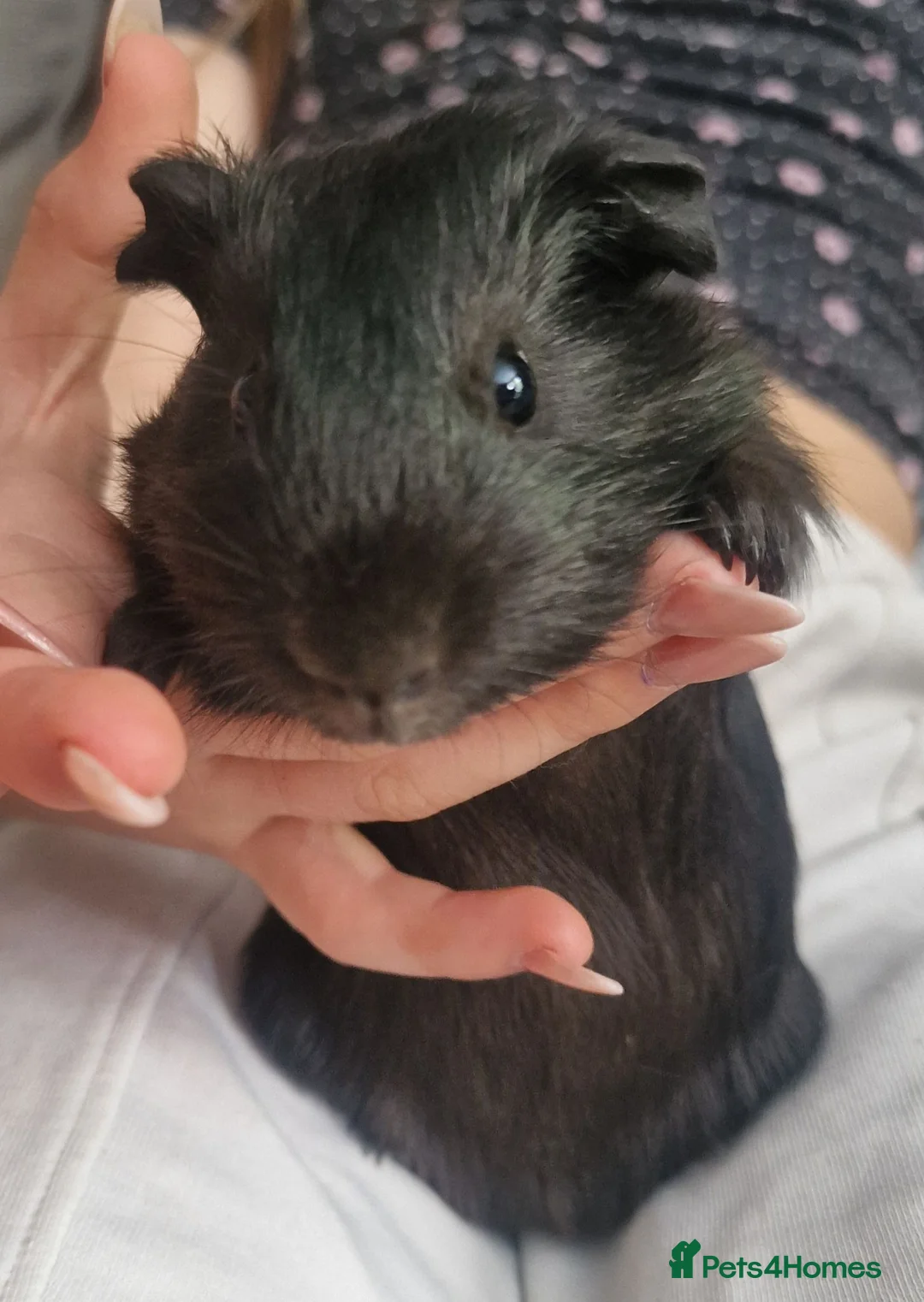 Guinea Pig rodents for sale: Brother and sister - Advert 7