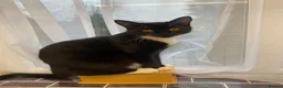 Domestic Shorthair cats for sale: Gigi & Serabi - Advert 8
