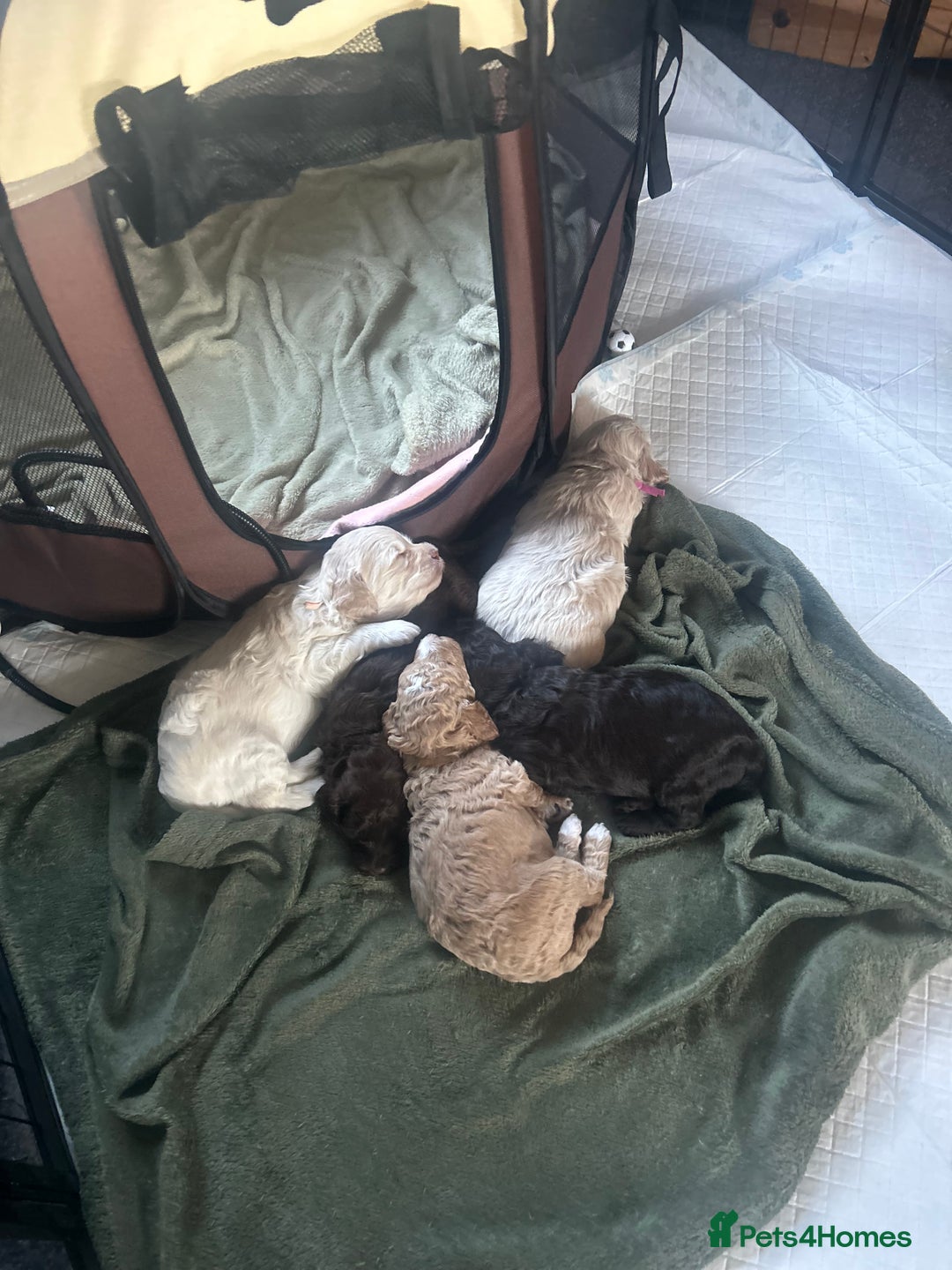 Cavapoo dogs for sale: ✨🌈 Rare Chocolate & Multicoloured Curly Cavapoos - Image 20