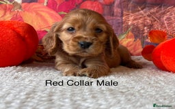 Cocker Spaniel dogs for sale: Outstanding KC Show Cocker Spaniels 🩷 - Image 4