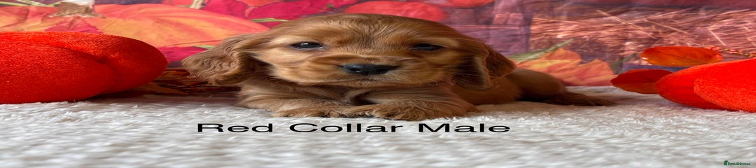 Red Collar Male