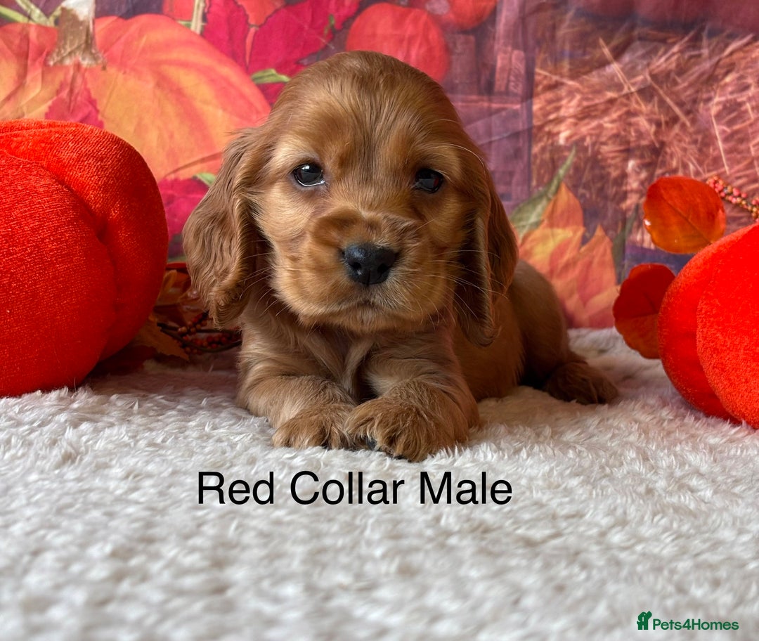 Cocker Spaniel dogs for sale: Outstanding KC Show Cocker Spaniels 🩷 - Image 4