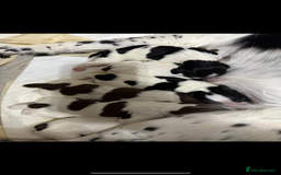 English Springer Spaniel dogs for sale: 6 gorgeous KC reg ESS puppies  - Image 13