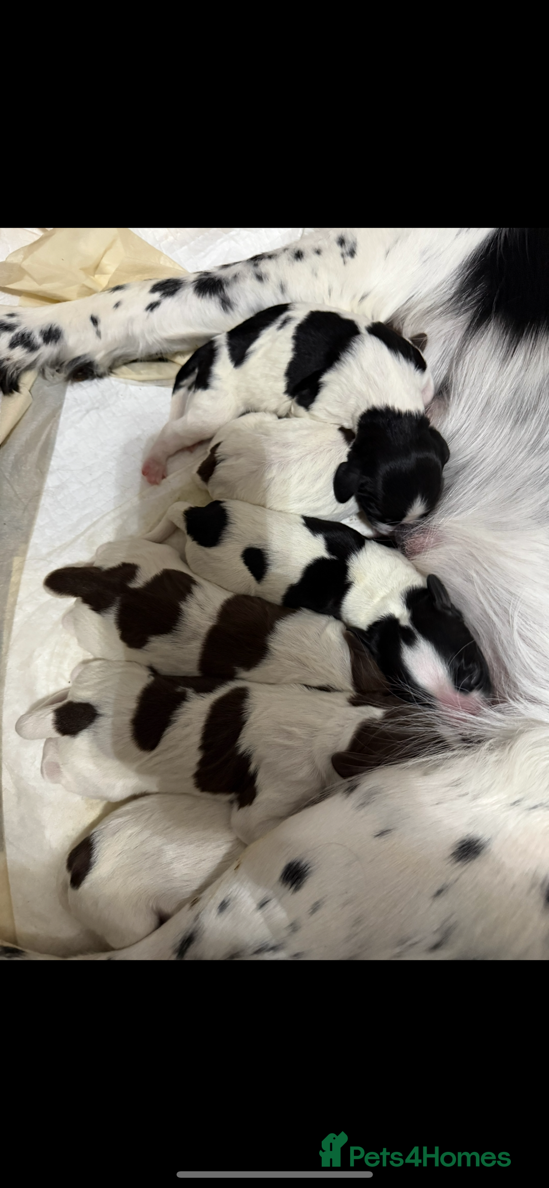 English Springer Spaniel dogs for sale: 6 gorgeous KC reg ESS puppies  - Image 13