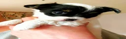 Jack Chi dogs for sale: Three beautiful boys  - Advert 1