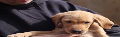 Labrador Retriever 4