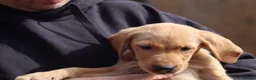 Labrador Retriever dogs for sale: KC Labrador Pups now ready to leave  - Advert 4