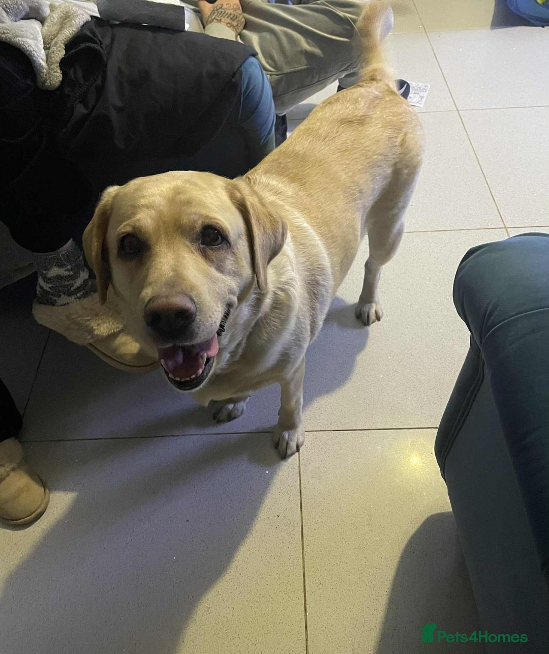 Labrador Retriever dogs for sale: Lovely Labrador  - Advert 1