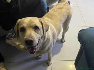 Labrador Retriever dogs Lovely Labrador - Advert 15