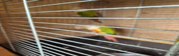 Conures birds for sale: For sale  - Advert 2