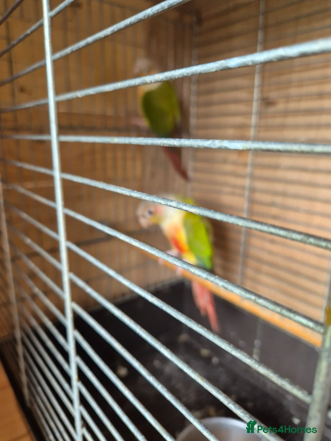 Conures birds for sale: For sale  - Advert 2