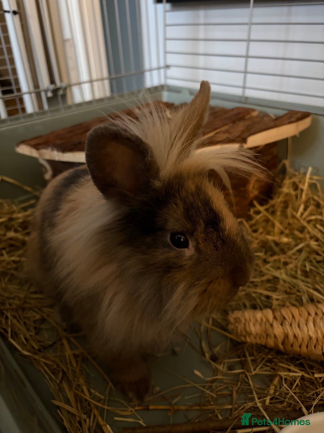 Mini Lion Lop rabbits for sale: Lion lop male  - Advert 1
