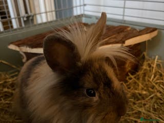 Mini Lion Lop rabbits Lion lop male - Advert 1