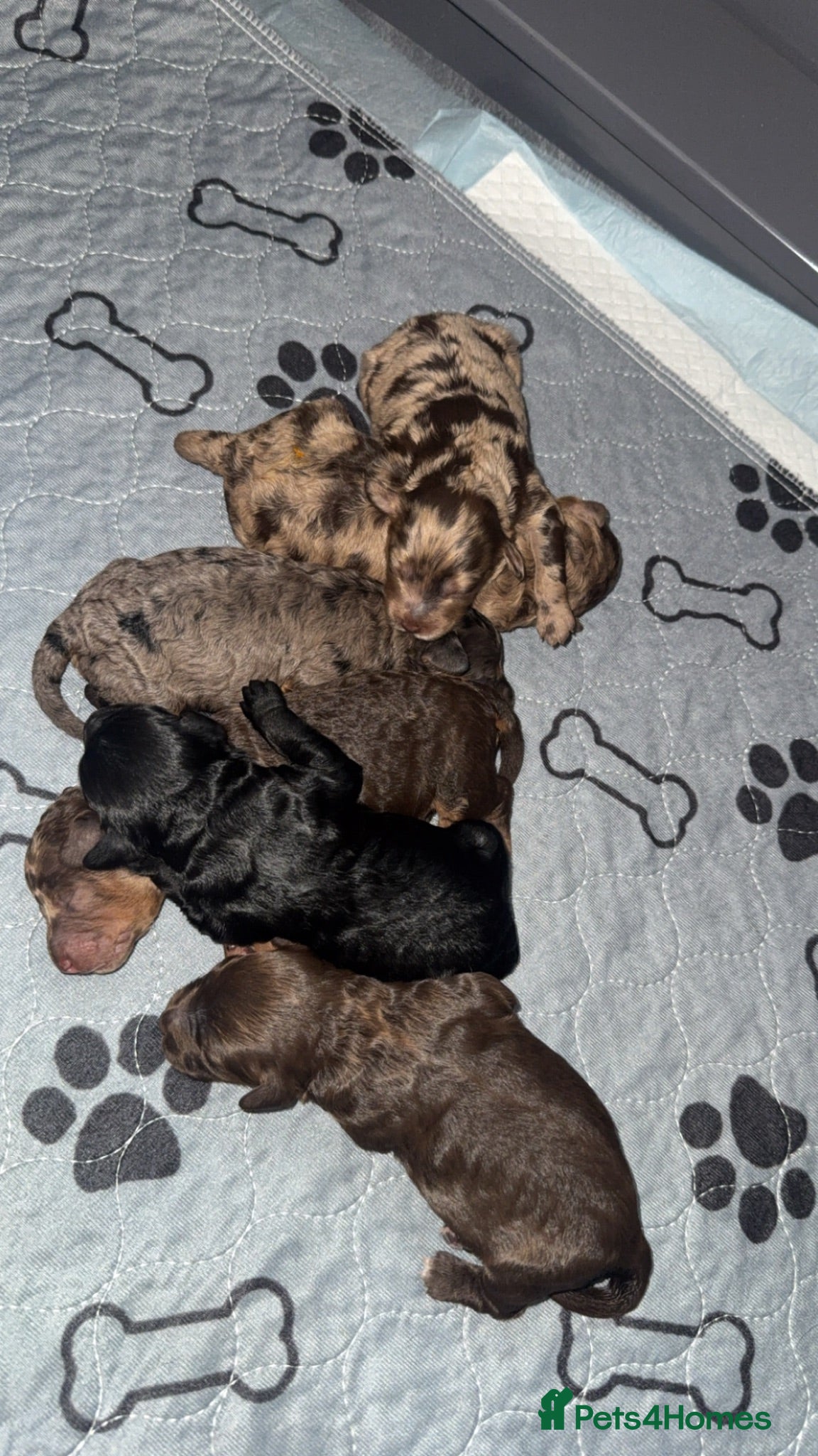 Cockapoo dogs F1B Cockerpoo puppies for Sale  - Advert 1