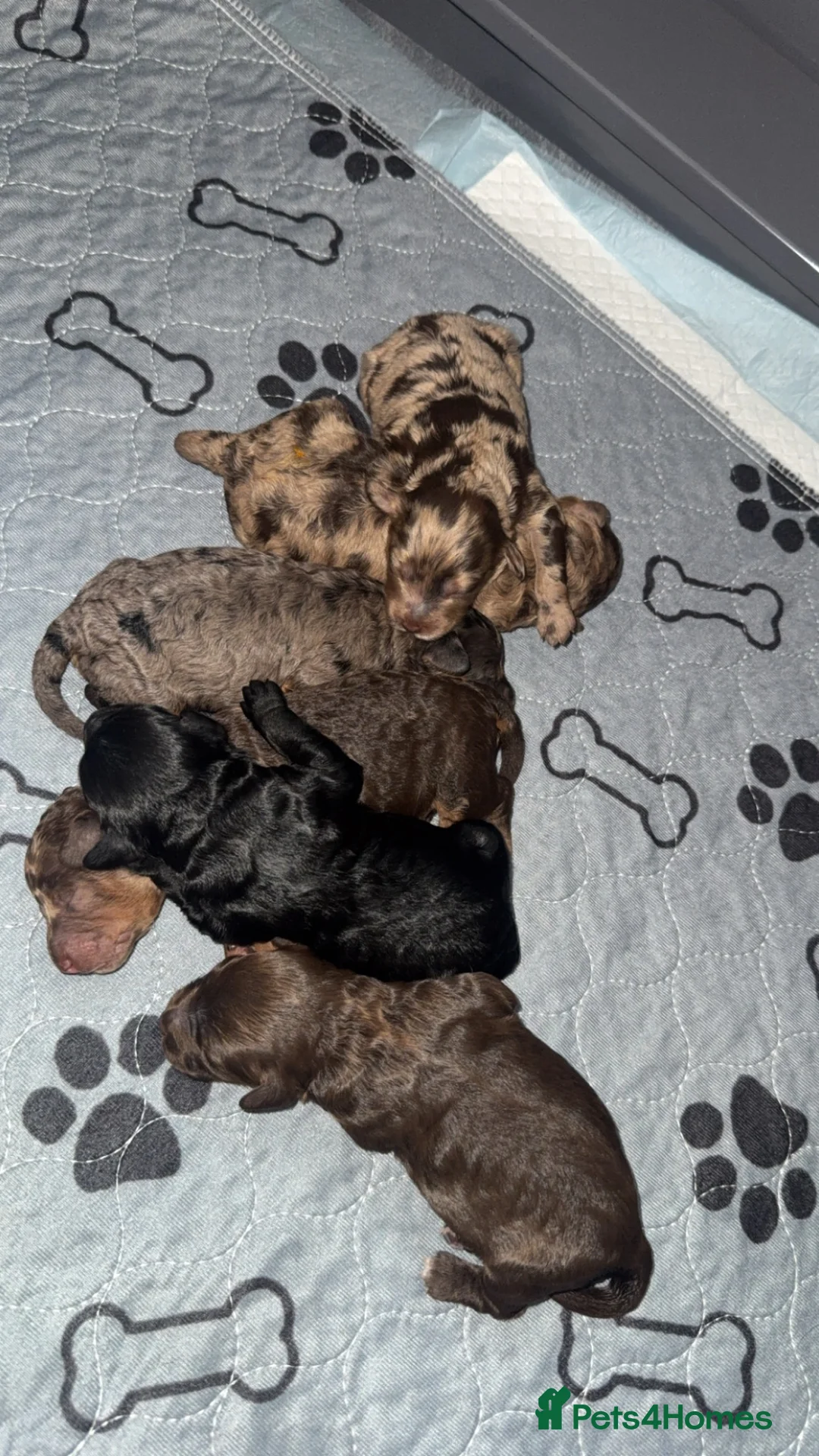 Cockapoo dogs for sale: F1B Cockerpoo puppies for Sale  - Advert 1