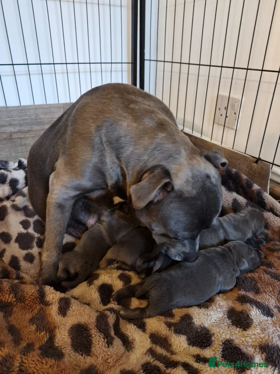 Staffordshire Bull Terrier dogs for sale: Blue Kc staffies for sale  - Advert 1