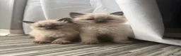 Ragdoll cats for sale: Stunning ragdoll kittens  - Advert 8