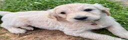 Goldendoodle dogs for sale: 💙 4 Gorgeous F1 Goldendoodle Boys 💙 - Advert 21
