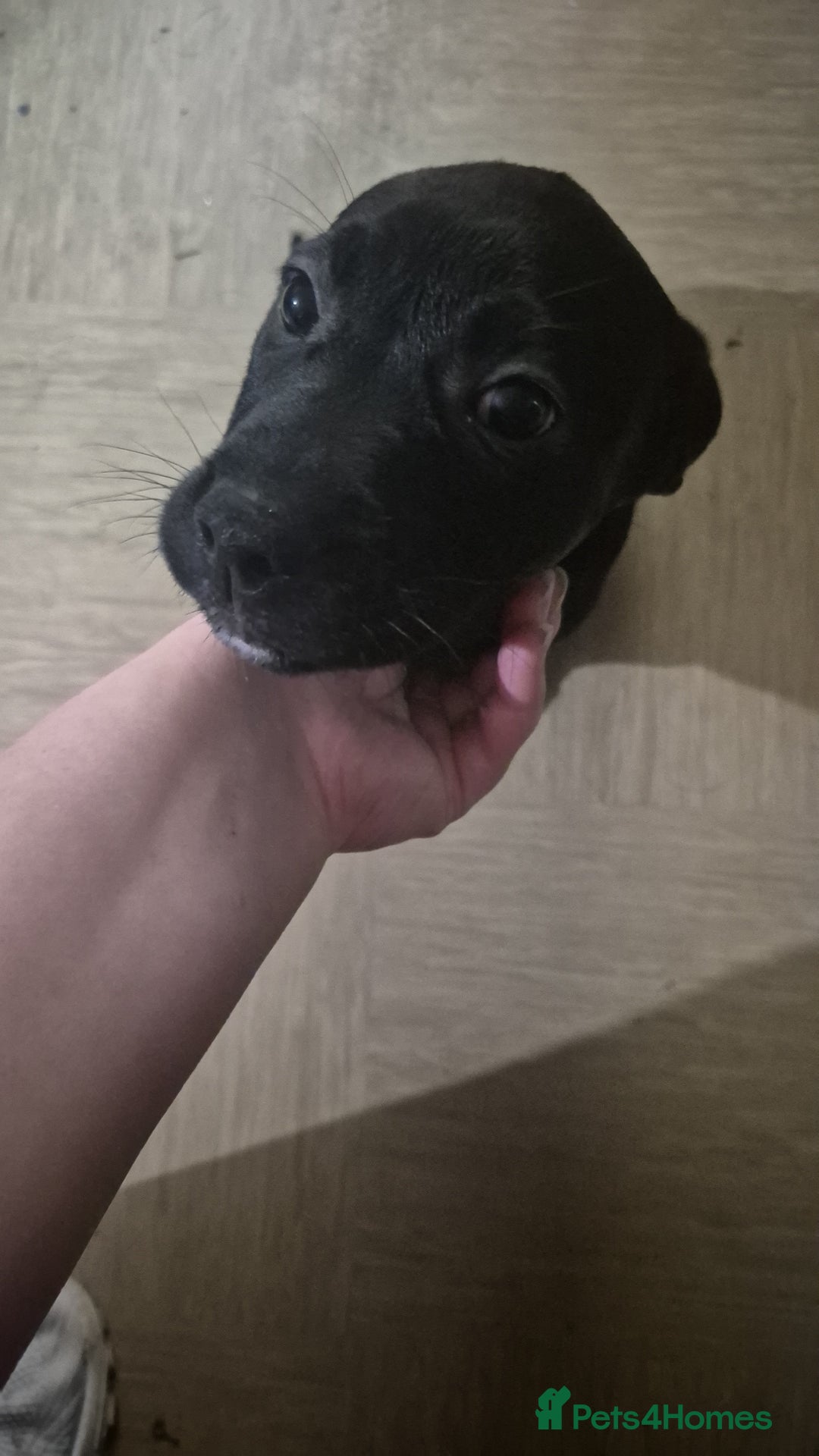 Mixed Breed dogs for sale: Staffadors  - Advert 5