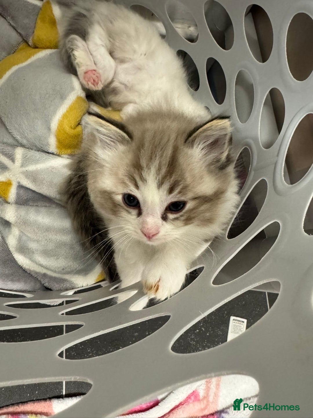 Ragdoll cats for sale: 4 Male Ragdoll Kittens  - Advert 7