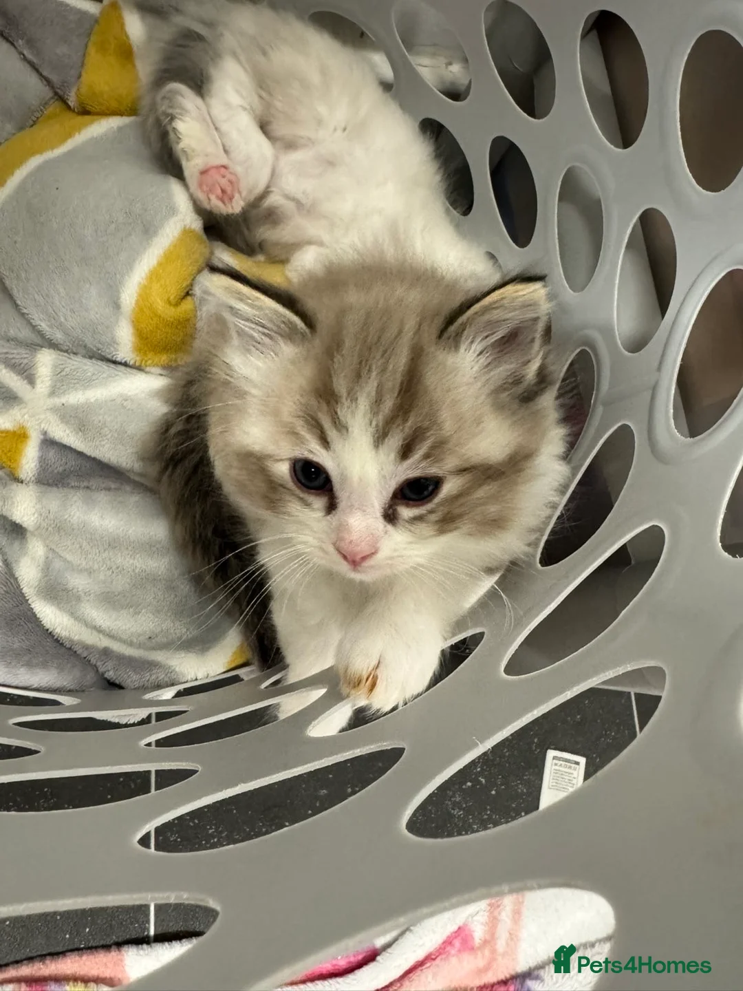 Ragdoll cats for sale: 4 Male Ragdoll Kittens  - Advert 7