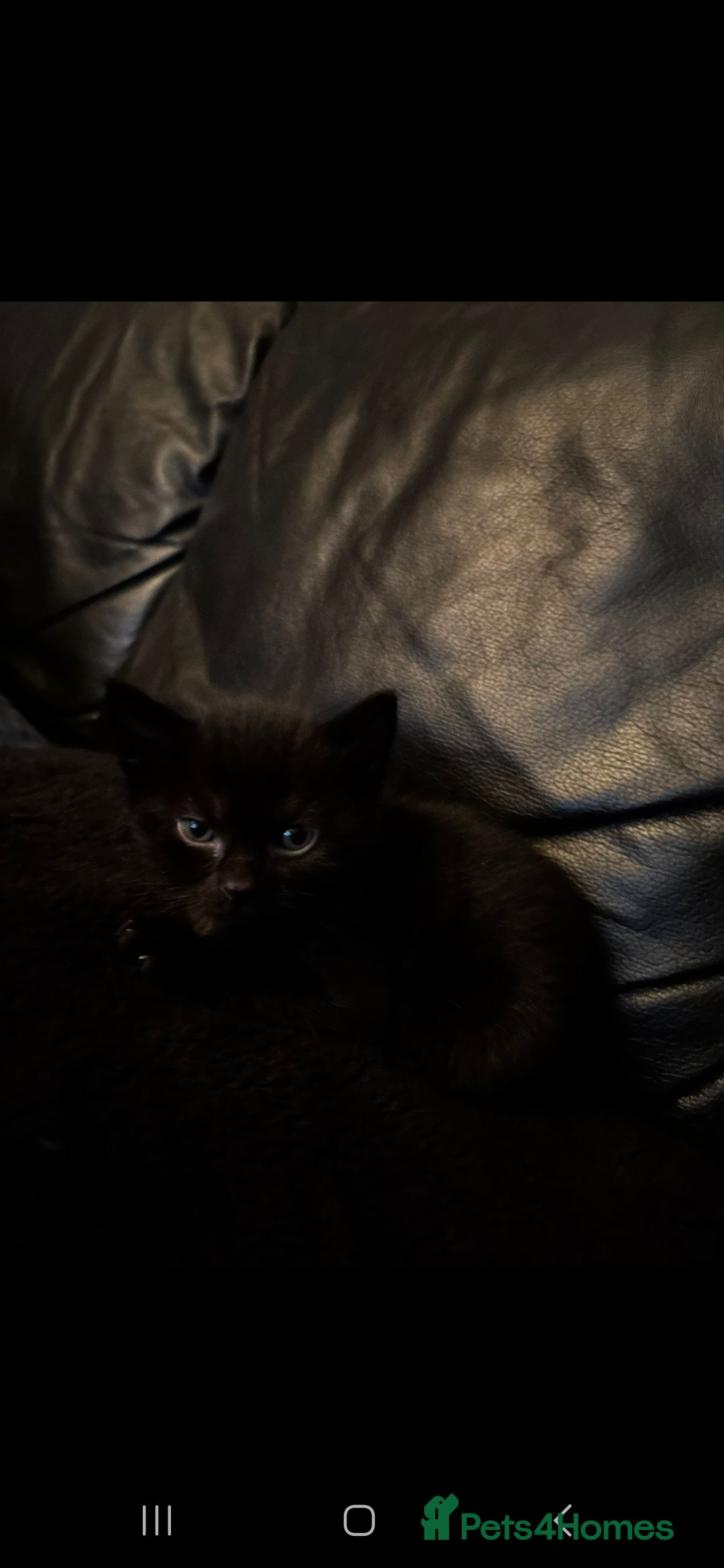 Domestic Shorthair cats for sale: Kittens For Sale - Image 6