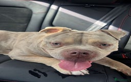 American Bully dogs for stud: ****BEAUTIFUL STUD**** - Image 6